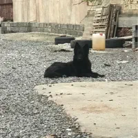ژرمن بلک