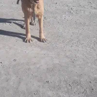 توله ماده عراقی ۷ماه نیم