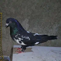 کبوتر سینه پرشی