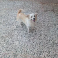 سگ پا کوتاه|سگ|رفسنجان, |دیوار