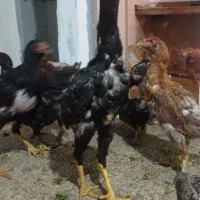 جوجه خروس لاری دنگ بالا|حیوانات مزرعه|تهران, دهم فروردین|دیوار