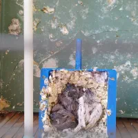 فنچ مولد|پرنده|جوانرود, |دیوار