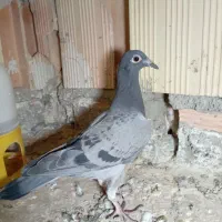 یجفت کفتر جوجه پلاکی مسافتی