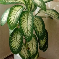 گل کاهویی|گل و گیاه طبیعی|بانه, |دیوار