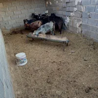 9راس بز جوان