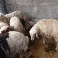 گوسفند پرواری