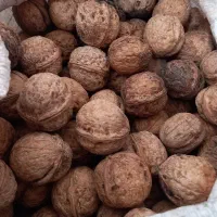 گردو|خوردنی و آشامیدنی|شیروان (خراسان), |دیوار