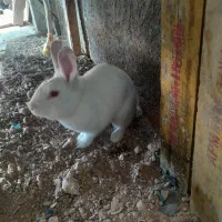 فروش خرگوش
