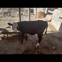 گوساله ۵ماه حداقل ۱۸۰