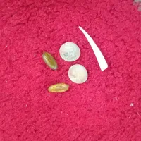 مهره اصل واسه رزق وروزی