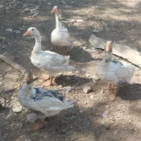 غاز و اردک اسرائیلی