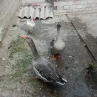 غاز جفت دورک حیکل