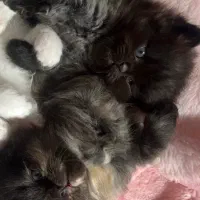 گربه از ۳ ت به بالا