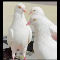 فروش کفتر کبوتر