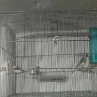 سهره نریک ساله دهن باغی|پرنده|سقز, |دیوار