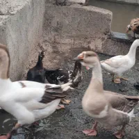 غاز و اردک روسی|حیوانات مزرعه|تبریز, |دیوار