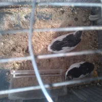 بلدرچین مینیاتوری تخم کن