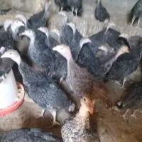 جوجه بوقلمون دوماهه|حیوانات مزرعه|پارسآباد, |دیوار