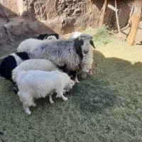 تعداد6عدد بره نر و ۲ عدد کره کیلویی 380 تومان