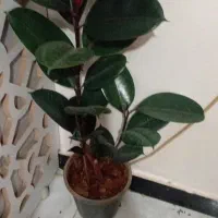 طلای سبز|جواهرات|خرمآباد, |دیوار