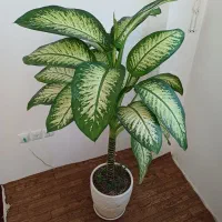 گل اپارتمانی|گل و گیاه طبیعی|اردبیل, |دیوار