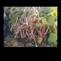 حرص درختان(لوبیا چینی)