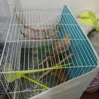 عروس هلندی لوتینو|پرنده|مشهد, هنرور|دیوار