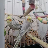 عروس هلندی و مرغ عشق