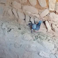 کبوتر پلاکی عربستان|پرنده|زرین آباد, |دیوار