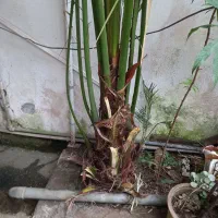 درخت خرما|گل و گیاه طبیعی|لاهیجان, آهندان|دیوار