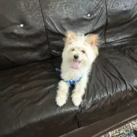 توله ماده پشمالو یکساله