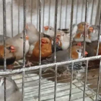 فنج اورنج نر جوان