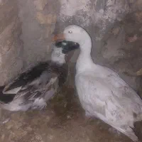 غاز و اردک|حیوانات مزرعه|نگین شهر, |دیوار