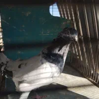 کبوتر|پرنده|قم, هفت تیر|دیوار