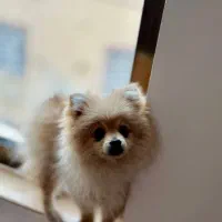 پامر ۶ ماهه خرسی نر