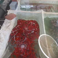 ماهی قرمز عید|ماهی|بجنورد, |دیوار