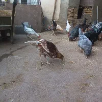 خروس کردی اصل