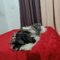 سگ شیتزوپیداشده|حیوانات|آمل, |دیوار