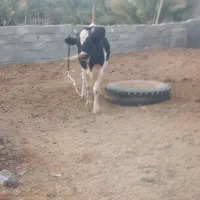 فروشی نژاد خوب|حیوانات مزرعه|رودخانه, |دیوار