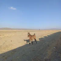 اسب و موتور