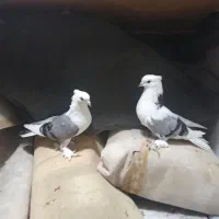 کبوتر
