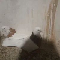 طوقی زردخالدار|پرنده|لالجین, |دیوار