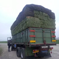 یونجه همدان|حیوانات مزرعه|وحیدیه, |دیوار