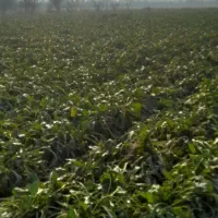 چغندر تازه و شیرین|لوازم جانبی حیوانات|میاندوآب, |دیوار