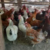 مرغ محلی تخم گذار