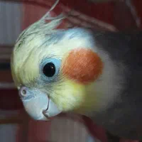 عروس هلندی|پرنده|اردبیل, |دیوار