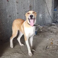 سگ خراسانی نر ۷ماه|سگ|رویان, |دیوار