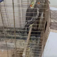 قفس و عروس هلندی460تومن|لوازم جانبی حیوانات|یزد, |دیوار