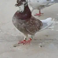 کاشانی.طوقی . دمسفید|پرنده|مسجد سلیمان, |دیوار