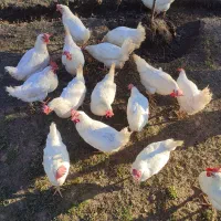 فروش مرغ تخمگذار و خروس